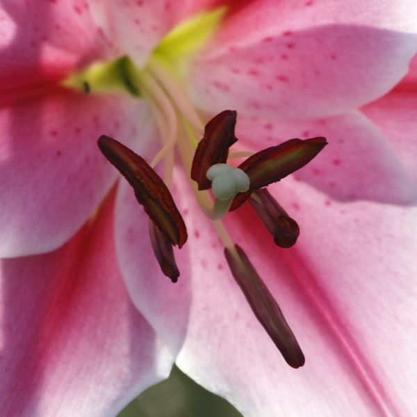 Asiatic Lily (Lilium)