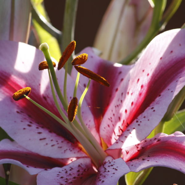 Asiatic Lily (Lilium)