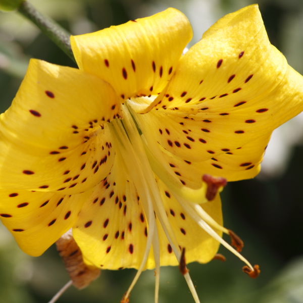 Yellow Tiger Lily (Lilium)