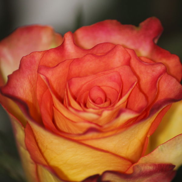 Rose (Rosa) Flower