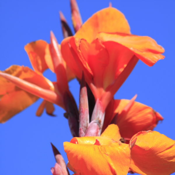 Gladioli (Gladiolus) Flower