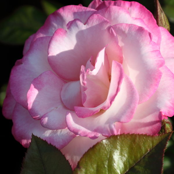 Rose (Rosa) Flower