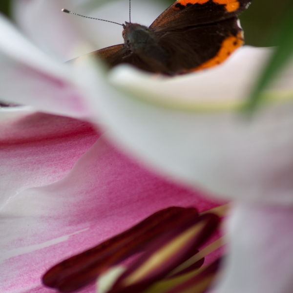 Asiatic Lily (Lilium) Red Admiral Butterfly (Vanessa atalanta)
