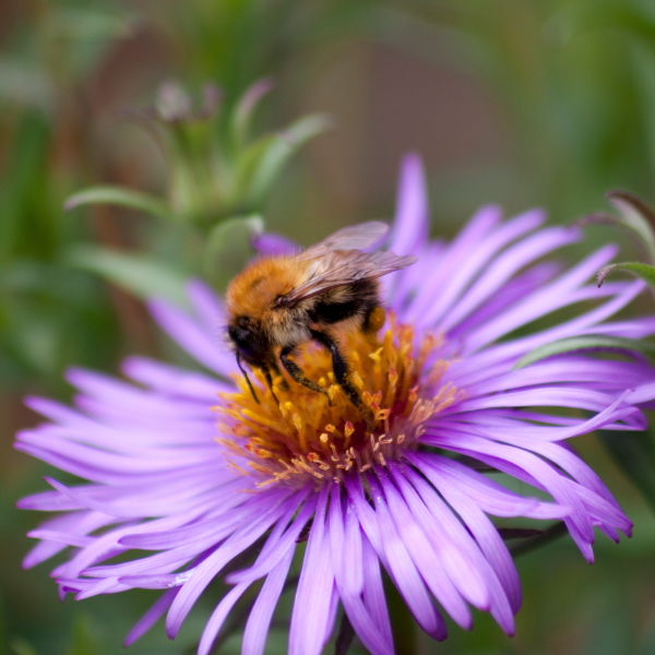 Daisy Flower (Bellis perennis) bee (Anthophila)