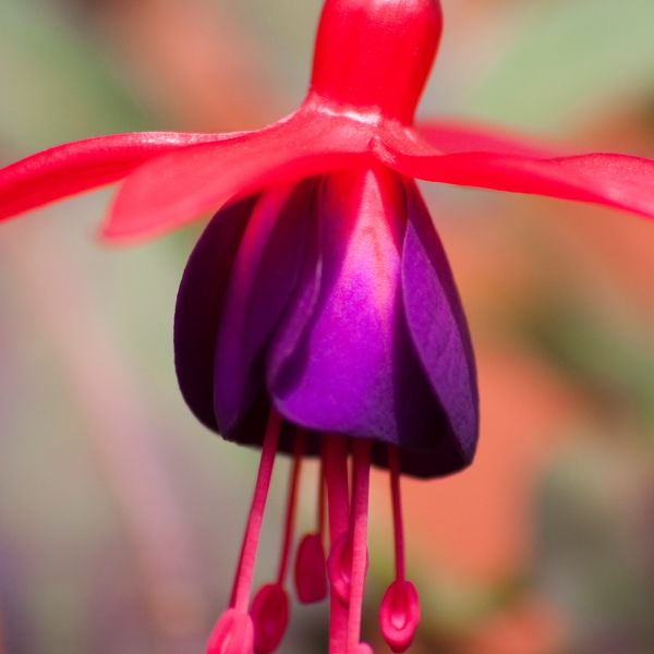 Fuchsia (Fuchsia) Flower