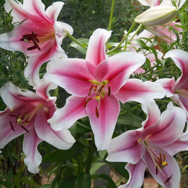 Asiatic Lily (Lilium)