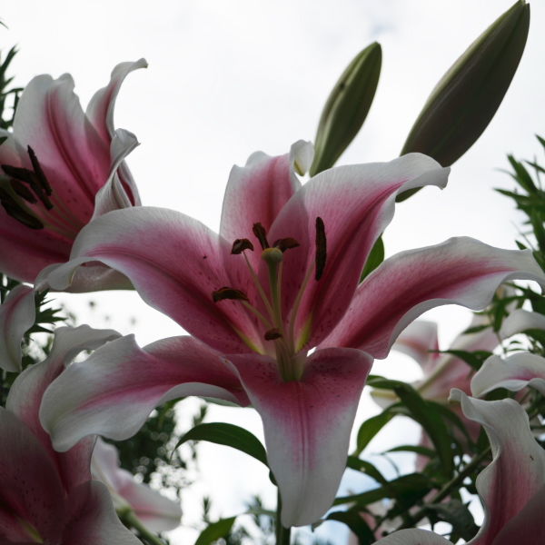 Asiatic Lily (Lilium)