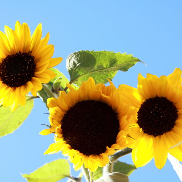 Sunflower (Helianthus annuus)