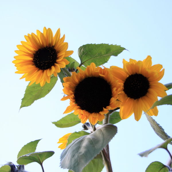 Sunflower (Helianthus annuus)