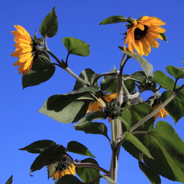 Sunflower (Helianthus annuus)