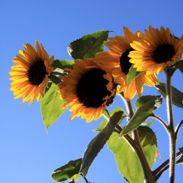 Sunflower (Helianthus annuus)