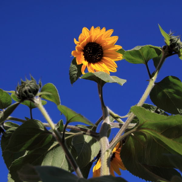Sunflower (Helianthus annuus)