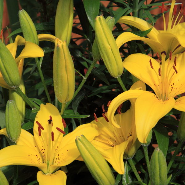 Lily (Lilium) Flower