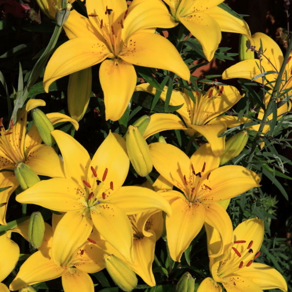 Lily (Lilium) Flower