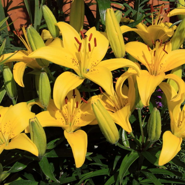Lily (Lilium) Flower