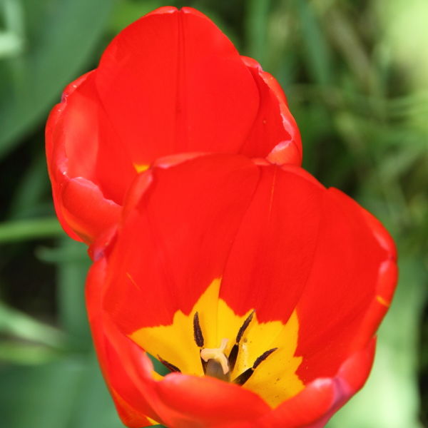 Tulip Flower (Tulipa)