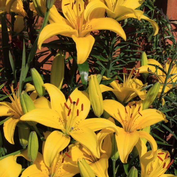 Lily (Lilium) Flower