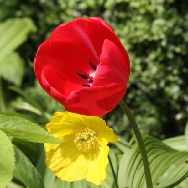 Tulip Flower (Tulipa) Anemone Flower