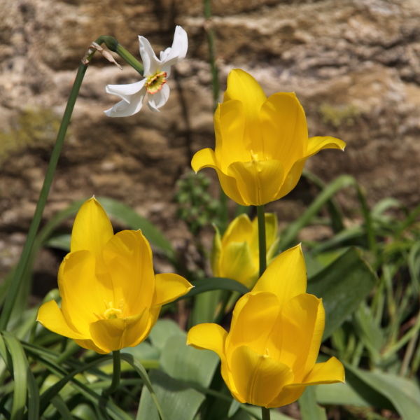 Tulip Flower (Tulipa)