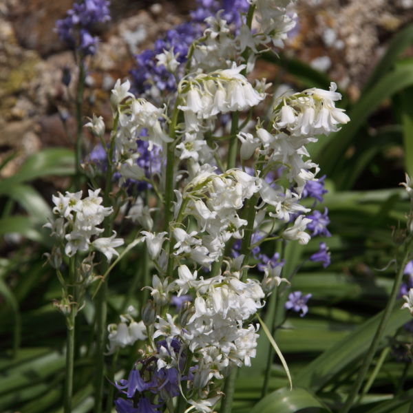 Bluebell (Hyacinthoides non-scripta) Flowers