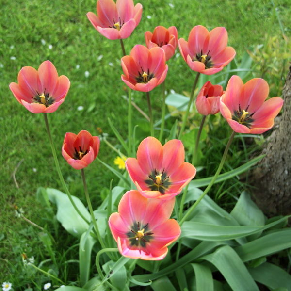 Tulip Flower (Tulipa)