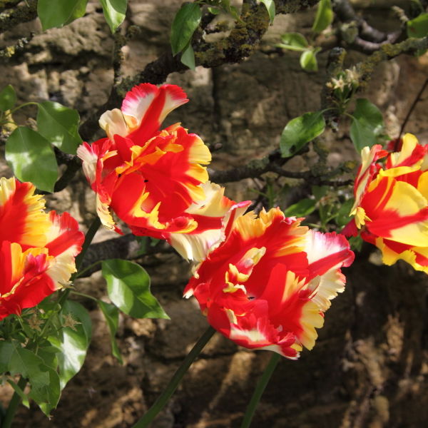 Red and Yellow Parrot Tulips (Tulipa)