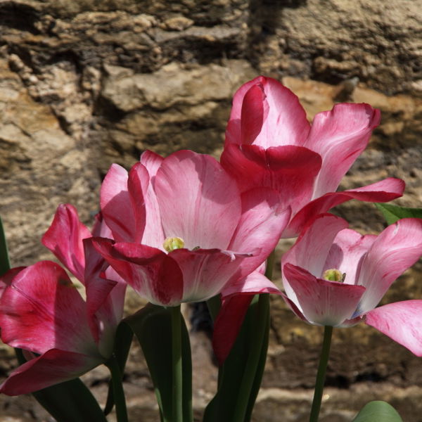 Tulip Flower (Tulipa)