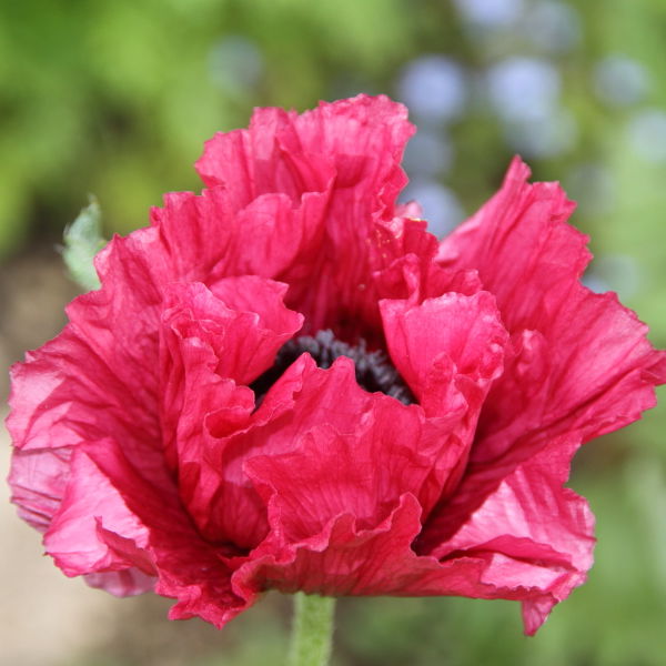 Poppy Flowers (Papaverales)