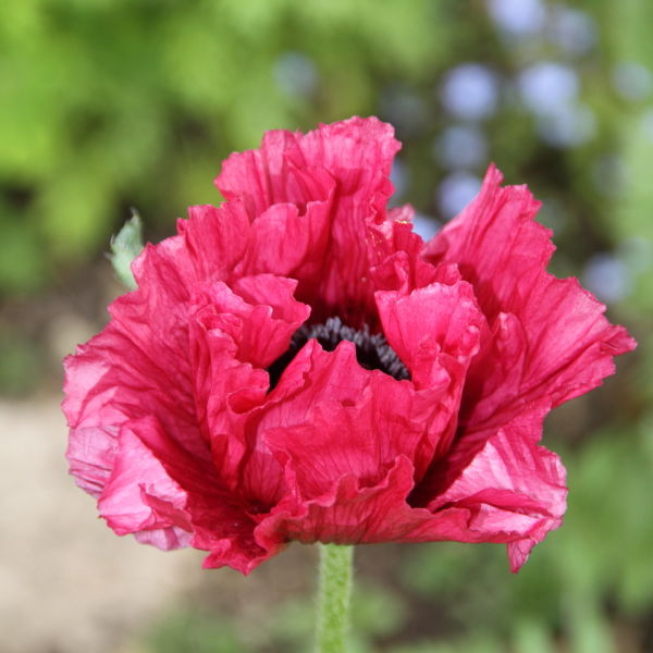 Poppy Flowers (Papaverales)
