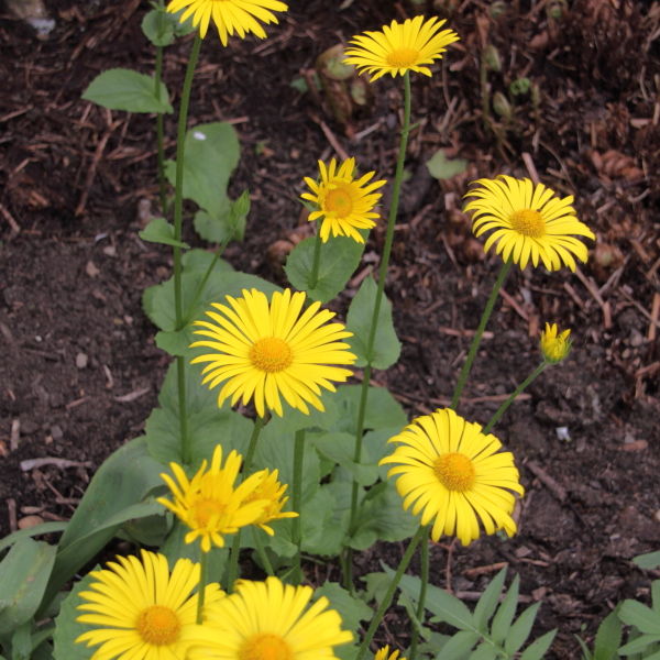 Leopards Bane (Doronicum)