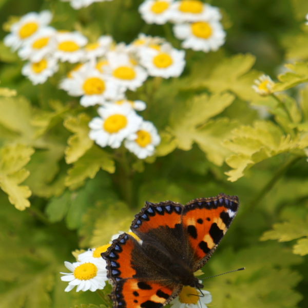 Daisy Flowers (Bellis perennis) Small Tortoiseshell Butterfly (Aglais urticae)