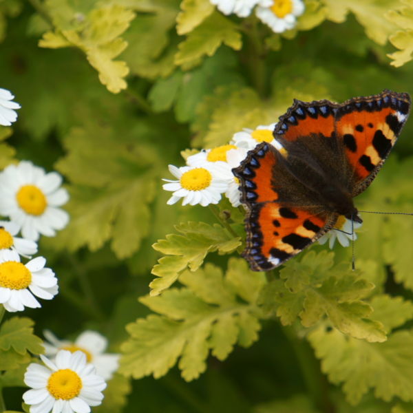 Daisy Flowers (Bellis perennis) Small Tortoiseshell Butterfly (Aglais urticae)