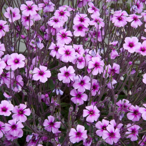 Pink Cranesbill (Geranium) Flowers