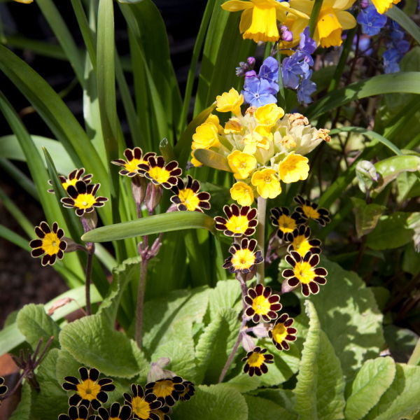 Bumble Bee Primrose Primula (vulgaris) Flower