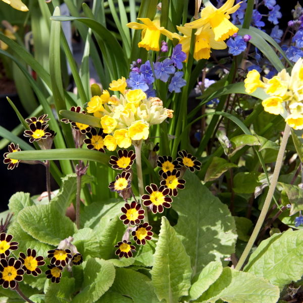 Bumble Bee Primrose Primula (vulgaris) Flower