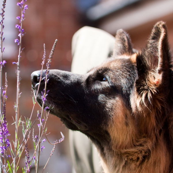 Sniffing Flowers german shepard (Canis lupus familiaris)