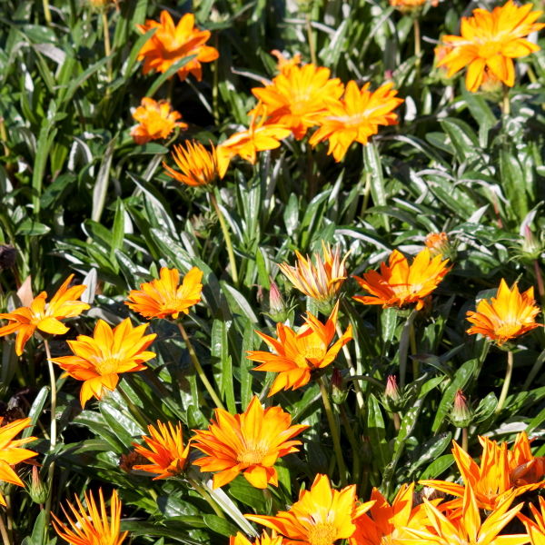 Gazania flower (Gazania linearis)
