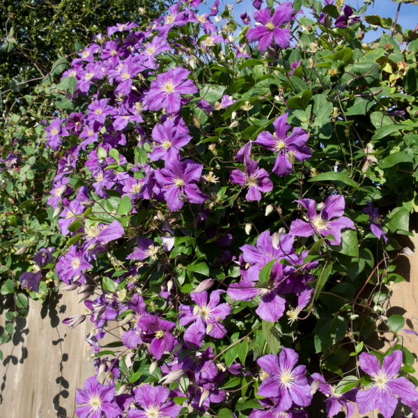 Clematis Flowers (clematis) Purple