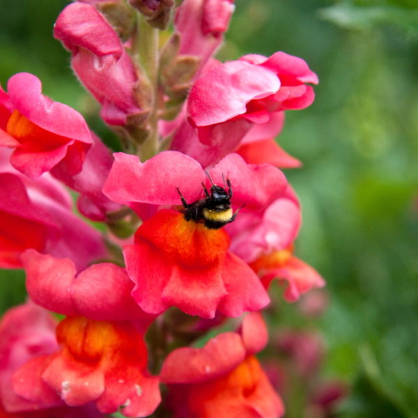 Snap Dragon (Antirrhinum) Bee