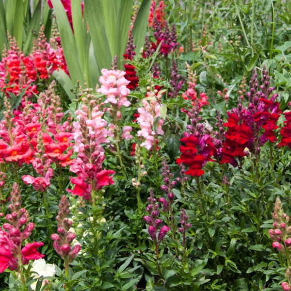 Snap Dragon (Antirrhinum) Flower