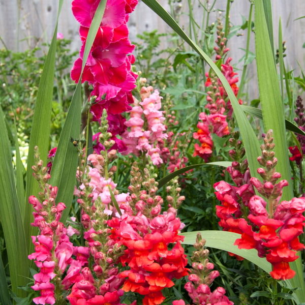 Snap Dragon (Antirrhinum) Flower