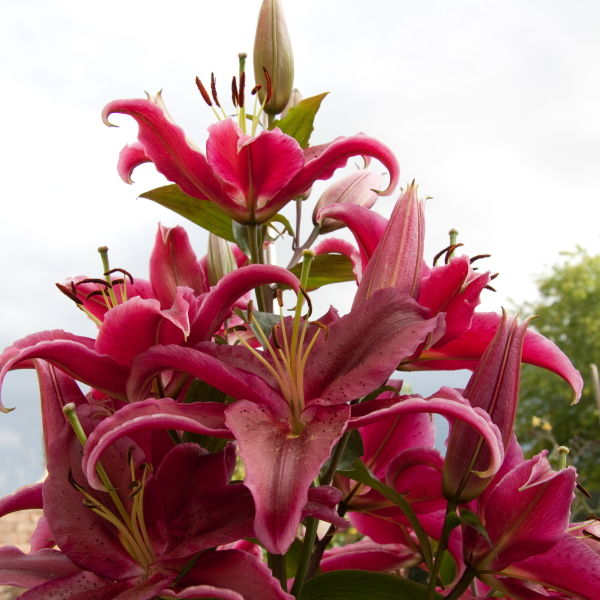 Asiatic Lily (Lilium) Flower