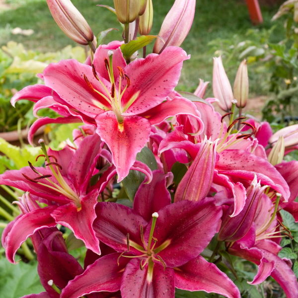 Asiatic Lily (Lilium) Flower