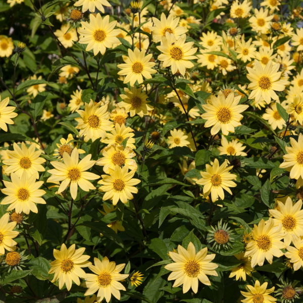Leopards Bane (Doronicum)