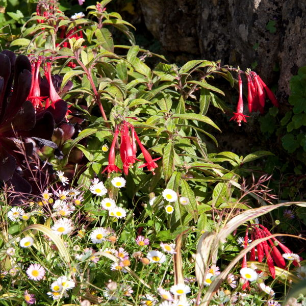 Fuchsia (Fuchsia) Flower and daises