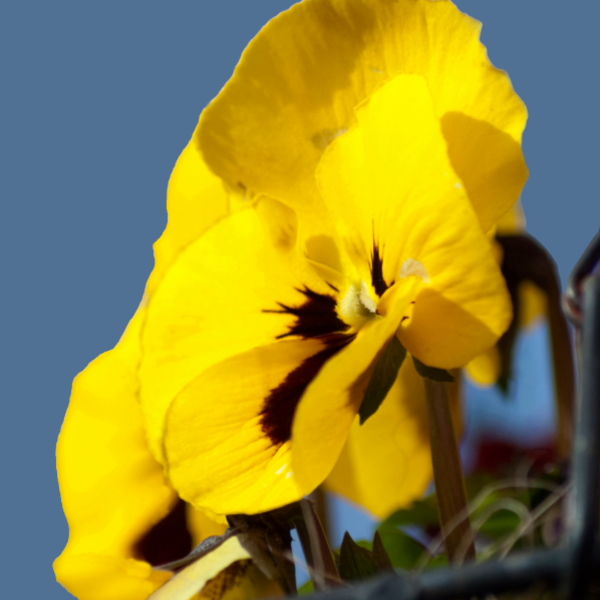 Pansy (Viola) Flower