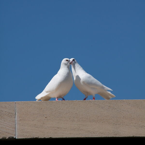 Doves in Love