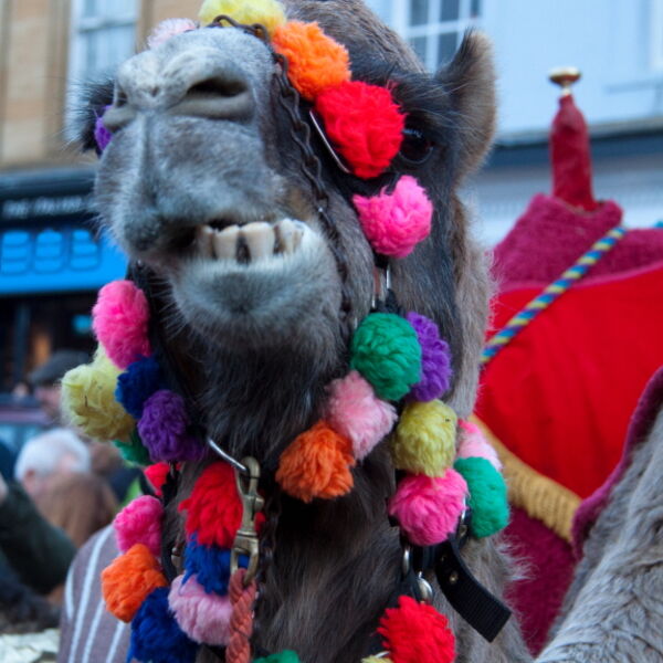 Camel at Christmas