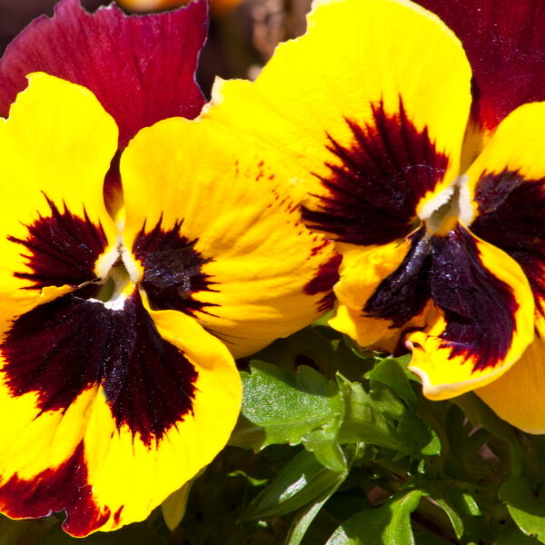 Pansies flowers