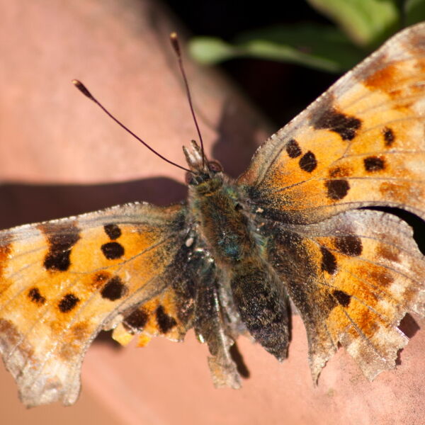 Comma Butterfly